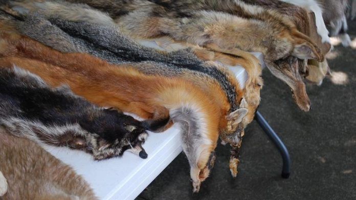 animal-skins-454357_960_720