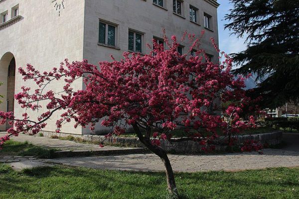 proljece-mostar-cvijece13