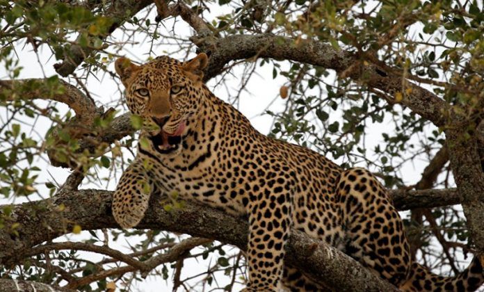leopard2