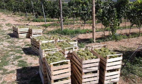 agrofin-1