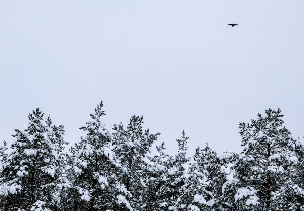 RUSSIA-WEATHER-FOREST
