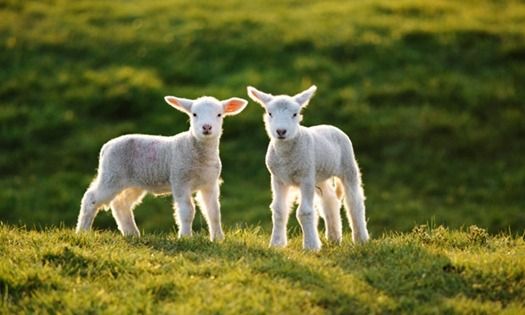 Lambs