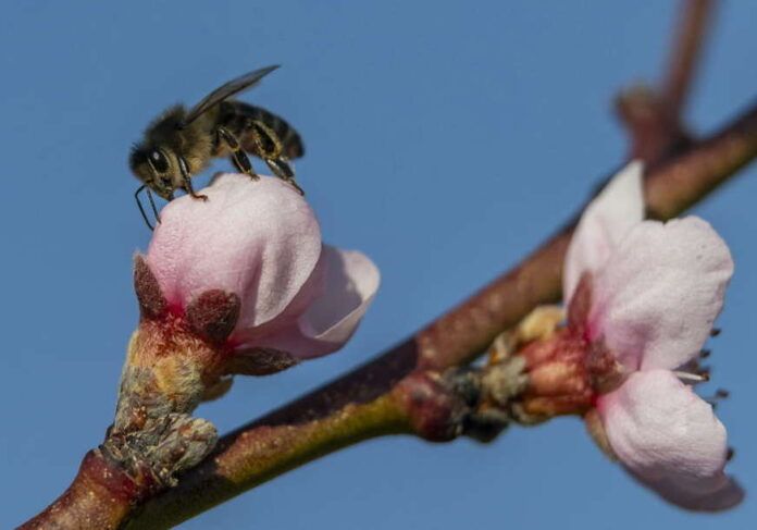 Bee collects pollen