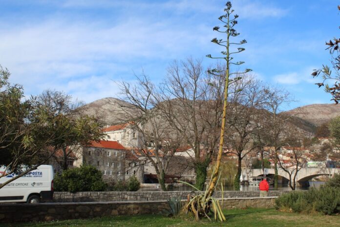 Agava trebinje
