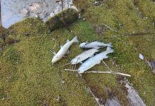 Pomor ribe u Neretvi (FOTO)