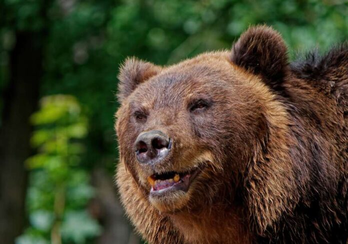 A closeup shot of a brown bear in the forest