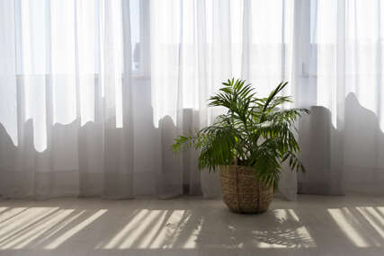 interior-design-with-green-plant-shadow-427x285