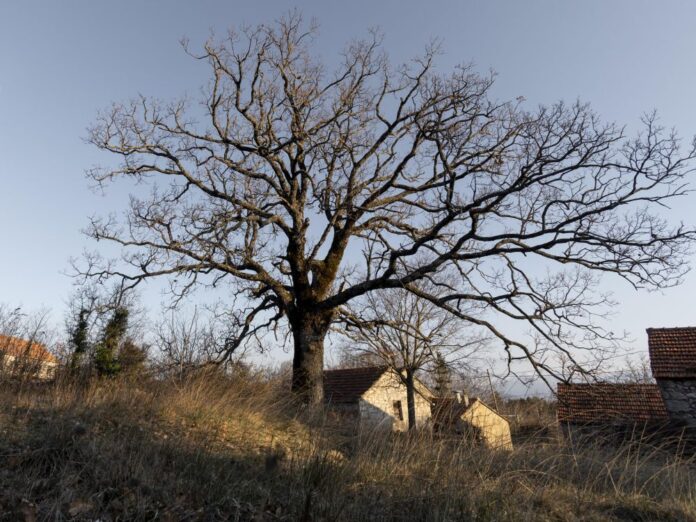 trees-forest-backgrounds