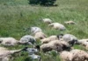 Potresne scene nakon oluje u BiH: Grom usmrtio cijelo stado ovaca (FOTO)