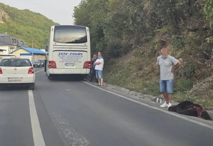 autobus-udario-medvjeda-webp