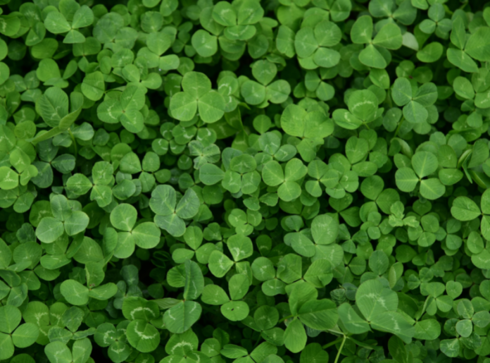 421705_detelina-shutterstock-aia-ds_f